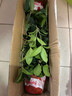 瑰瑋桂花樹苗四季桂盆栽桂花苗丹桂花卉植物易活陽臺耐寒庭院園藝好養(yǎng) 精品四季桂花60-70厘米左右 不含盆 曬單實拍圖