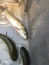 螺絲青魚苗特大型黑鯇草魚苗批發(fā)活小魚好養(yǎng)耐活半斤螺絲青魚魚苗 5條20-25厘米青魚苗 成活率高 曬單實(shí)拍圖