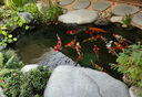 【包活包損】錦鯉活魚(yú)觀(guān)賞魚(yú)活體好養耐活冷水淡水魚(yú)日系錦鯉金魚(yú) 【精品】一條昭和錦鯉 43--46cm 曬單實(shí)拍圖