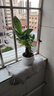 發(fā)財樹(shù)盆栽大植物室內辦公室桌面客廳小盆景招財樹(shù)苗綠植花卉盆栽 三桿發(fā)財樹(shù) 5-8cm【隨機陶瓷盆】 【送肥料】 曬單實(shí)拍圖