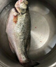 鮮活沖浪河鱸魚400-500g/條 曬單實(shí)拍圖
