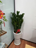 芙洛拉花園【兩小時(shí)達】發(fā)財樹(shù)綠蘿金錢(qián)樹(shù)散尾葵天堂鳥(niǎo)大型綠植室內開(kāi)業(yè)喬遷 金錢(qián)樹(shù) 曬單實(shí)拍圖