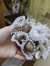 京鮮生 河南焦作溫縣壚土鐵棍山藥凈重5斤 單根40cm+ 蔬菜 源頭直發(fā) 曬單實拍圖