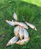 一包搞定鯉魚魚餌河冠鯉魚坑野釣垂釣鯉魚餌料一散見效餌料 1包【河冠鯉500g】 曬單實(shí)拍圖