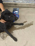 LEGENDSANDY藍氏狗糧真鮮乳鴿中小型犬泰迪比熊生骨肉凍干鮮肉犬糧1.5kg3斤 曬單實(shí)拍圖
