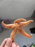 北京同仁堂海星干貨中藥材大海星刺棘海星海五星海盤(pán)車(chē)煲湯泡酒 50克帶刺大海星 曬單實(shí)拍圖