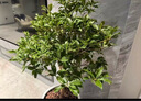 鼎曳嫁接桂花樹樹苗流蘇樹四季桂耐寒庭院八月桂開花金桂丹桂盆栽地栽 狀元紅【熱銷商品】 3公分粗【原土球發(fā)貨 曬單實拍圖