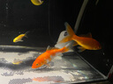 紅白三色錦鯉好養耐活自來(lái)水可養招財觀(guān)賞魚(yú)純種大型錦鯉活魚(yú)金魚(yú) 紅白10--12公分1條 曬單實(shí)拍圖