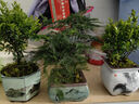花翁室內綠植盆栽紫檀花卉 小葉赤楠盆景+舍得陶瓷盆+底座源頭直發(fā) 曬單實(shí)拍圖