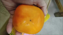 脆皮柿子 新鮮現摘 中秋佳品 特大果 白糖心 巧克力脆柿 脆柿子 單果(100-150g) 帶箱3斤 10-15個(gè) 曬單實(shí)拍圖