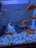 魚缸黃水過濾清潔神器水族箱吸色片透水凈水材料過濾器吸色紙 凈水片【買20片送30片】50片裝 曬單實(shí)拍圖