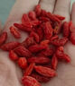 北京同仁堂寧夏正宗頭茬新貨特級枸杞子500g中寧免洗紅茍構(gòu)紀(jì)干拘杞子茶 250克-無熏硫-罐裝+特優(yōu)級[中顆 曬單實(shí)拍圖