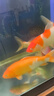 坤寧王英國大白片內寄魚(yú)藥觀(guān)賞魚(yú)體內寄生蟲(chóng)腸炎頭洞蒙眼錦鯉魚(yú)蟲(chóng)清30片 曬單實(shí)拍圖