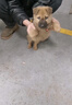 超可信（NexGard SPECTRA）狗狗進口驅蟲藥中型犬M號體內(nèi)外同驅去跳蚤蜱蟲原研藥3片裝 曬單實拍圖