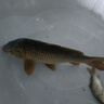 沃鼎王者神劍三代釣魚(yú)竿碳纖維超輕鯽魚(yú)竿大物竿魚(yú)桿臺釣竿5.4米 5.5H 曬單實(shí)拍圖