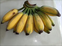 正宗廣西蘋(píng)果蕉大果香蕉5斤當(dāng)季新鮮米蕉蘋(píng)果粉蕉自然熟大芭蕉 9斤 曬單實(shí)拍圖