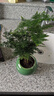 花翁盆栽植物中式禪意盆景綠植 文竹+綠冰裂釉陶盆+底架源頭直發(fā) 曬單實(shí)拍圖