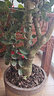 大型綠植金錢(qián)兜福祿桐盆栽 花卉觀(guān)葉盆景客廳發(fā)財樹(shù)圓葉綠植盆栽Z 50-60cm老樁（不含盆） 曬單實(shí)拍圖