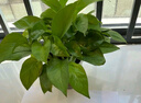雙盟綠蘿盆栽除甲醛花卉綠植辦公室180款加侖自吸水盆8盆裝源頭直發(fā) 曬單實(shí)拍圖