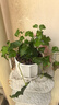 行湘常春藤吊蘭垂吊植物綠植盆栽盆景 小常春藤+花瓣陶瓷盆 源頭直發(fā) 曬單實(shí)拍圖