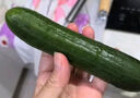 京喜加新鮮無刺水果小黃瓜小青瓜脆甜荷蘭脆嫩生吃黃瓜蔬菜 水果黃瓜 1斤 凈重 曬單實拍圖