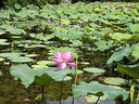 花花公子2件】純棉100%短袖男士T恤夏季2025新款潮流休閑百搭半袖寬松體恤 【2件裝  915白+913白】 L 建議120-135斤 曬單實拍圖