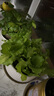 北蔬 蔬菜種子苗生菜菠菜小香蔥芹菜陽臺四季菜種籽 12種蔬菜種子套餐 曬單實(shí)拍圖