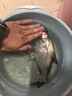 龍王恨魚(yú)餌藍鯽X5腥香綜合通殺釣魚(yú)餌料湖庫黑坑野釣鯽鯉草青鳊魚(yú)食魚(yú)餌 曬單實(shí)拍圖