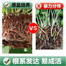 雙盟綠蘿盆栽除甲醛花卉綠植辦公室新房?jì)艋諝?120款10盆源頭直發(fā) 曬單實(shí)拍圖