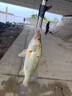 SHIMANO進(jìn)口碳氟東麗原絲釣魚(yú)線(xiàn)主線(xiàn)超柔軟子線(xiàn)強拉力臺釣尼龍線(xiàn)魚(yú)線(xiàn) 進(jìn)口東麗原絲紫色主線(xiàn)150米【單 4號 曬單實(shí)拍圖