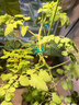 三思植物燈仿太陽(yáng)全光譜懸掛植物生長(cháng)燈補光燈-100W大功率可調光 曬單實(shí)拍圖