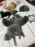 瘋狂小狗狗糧泰迪博美比熊小型犬幼犬成犬糧 牛肉雙拼糧7.5kg15斤 曬單實(shí)拍圖