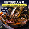 百鮮洽特大龍蝦波士頓龍蝦 活凍波龍澳洲大龍蝦海鮮水產(chǎn)冰鮮冷凍蝦類(lèi) 1只裝（凈重450g-550g/只） 曬單實(shí)拍圖