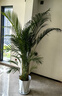 散尾葵植物盆栽客廳大型綠植室內(nèi)辦公室鳳尾竹盆景天堂鳥(niǎo)花卉 散尾葵高1.3-1.6米+鉆石樹(shù)脂盆 曬單實(shí)拍圖