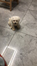 果粒之星純種比熊犬幼犬活體雙血法國卷毛微笑天使白色比熊活體貴族寵物狗 寵物級 曬單實(shí)拍圖