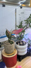 八芽如意盆栽吉利紅室內(nèi)好養(yǎng)花卉小綠植辦公桌面植物盆景源頭直發(fā)包郵 迷你吉利紅-星徽漸變盆-竹底托 帶陶瓷盆栽好 曬單實(shí)拍圖