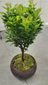 八芽 小葉赤楠盆景擺件室內(nèi)綠植花卉盆栽老樁客廳辦公室桌面好養(yǎng)植物 （【熱銷款】舍得紫砂盆赤楠+苔蘚+底座） 曬單實(shí)拍圖