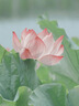 炊大皇鐵鍋家用無(wú)涂層不銹炒鍋燃氣灶專(zhuān)用炒鍋炒菜鍋平底鍋極鐵鍋28cm 曬單實(shí)拍圖