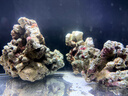 老漁匠活石新鮮高鈣深?；钍Ｋ佐~(yú)缸開(kāi)缸造景多孔微生物集聚免爆藻石 天然鈣藻活石色3斤1-5塊 帶鈣形狀各異自然1斤，3斤，5斤，10斤 曬單實(shí)拍圖