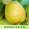 京鮮生 軟糯奶油白心芭樂 凈重3斤裝單果150g+ 番石榴 源頭直發(fā)包郵 曬單實(shí)拍圖