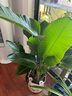 植男植女天堂鳥盆栽客廳室內(nèi)好養(yǎng)大型落地真綠植辦公室植物鶴望蘭源頭直發(fā) 曬單實(shí)拍圖