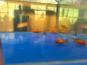 西洲曲金魚觀賞魚活魚魚苗冷水魚小型魚淡水魚好養(yǎng)耐活新手魚闖缸飼料魚 3-5cm草金魚12條送3條備損送魚食 曬單實拍圖