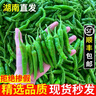 果小云樟樹港辣椒新鮮蔬菜薄皮嫩青椒湖南岳陽下飯菜正宗旗艦店整箱順豐 2斤【順豐包郵】 曬單實(shí)拍圖