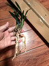 蘭花苗 翠蓋荷 帶花苞 春蘭矮種 荷瓣名品幽濃香耐陰綠植花卉盆栽 翠蓋水晶2苗不帶花苞 裸根發(fā)貨 曬單實(shí)拍圖