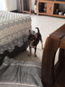 貴為（GiGwi）狗玩具磨牙棒狗狗磨牙玩具幼犬小型犬木塑鹿角小號寵物用品玩具 曬單實拍圖