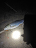 川澤夜光漂咬鉤變色高靈敏電子魚(yú)漂日夜兩用LED燈珠細(xì)尾浮漂316小電池 3不變色[速釣鯽鯉]吃鉛1.8g-2.7g 1號(hào)日夜兩用 曬單實(shí)拍圖