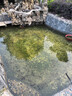 錦鯉魚(yú)活體觀(guān)賞魚(yú)活魚(yú)小型易養冷水淡水魚(yú)小魚(yú)苗錦鯉金魚(yú)好看錦鯉 13-15cm 六彩錦鯉套餐6條 曬單實(shí)拍圖