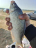 川澤一體成型夜光漂咬鉤變色高靈敏鯽魚漂醒目浮漂鰱鳙大物電子夜釣漂 升級(jí)款PL5-3(主攻鯽鯉)吃鉛2.5g 咬鉤變色款 曬單實(shí)拍圖