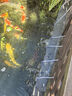 HASE太陽(yáng)能魚(yú)池增氧泵氧氣機戶(hù)外防水充電水產(chǎn)魚(yú)缸塘養魚(yú)中小型沖氧泵 【大氣量 90斤魚(yú)】太陽(yáng)能氣泵40W(液晶顯示) 曬單實(shí)拍圖