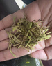 方家鋪子金銀花 精選特級花草茶帶絨毛泡澡泡水搭配菊花組合涼茶70g 曬單實(shí)拍圖